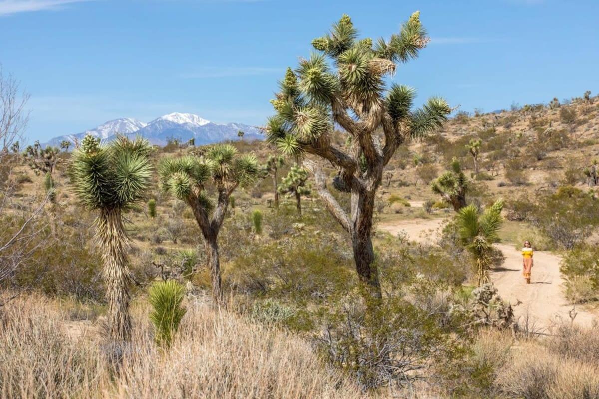 The Bungalows By Homestead Modern Joshua Tree Luaran gambar